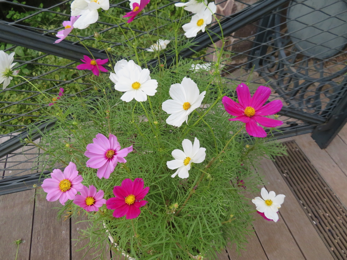 f:id:eiji-chan:20191017162032j:plain