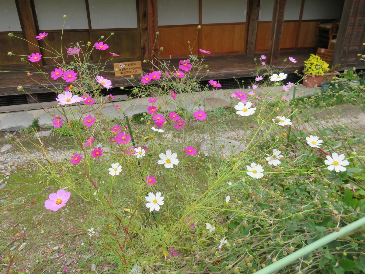 f:id:eiji-chan:20191024203541j:plain