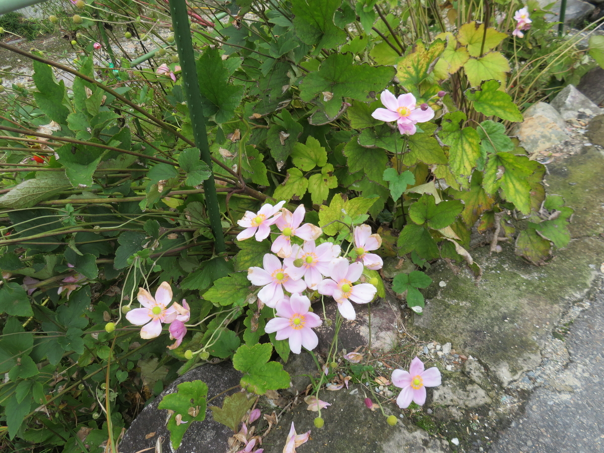 f:id:eiji-chan:20191024203620j:plain