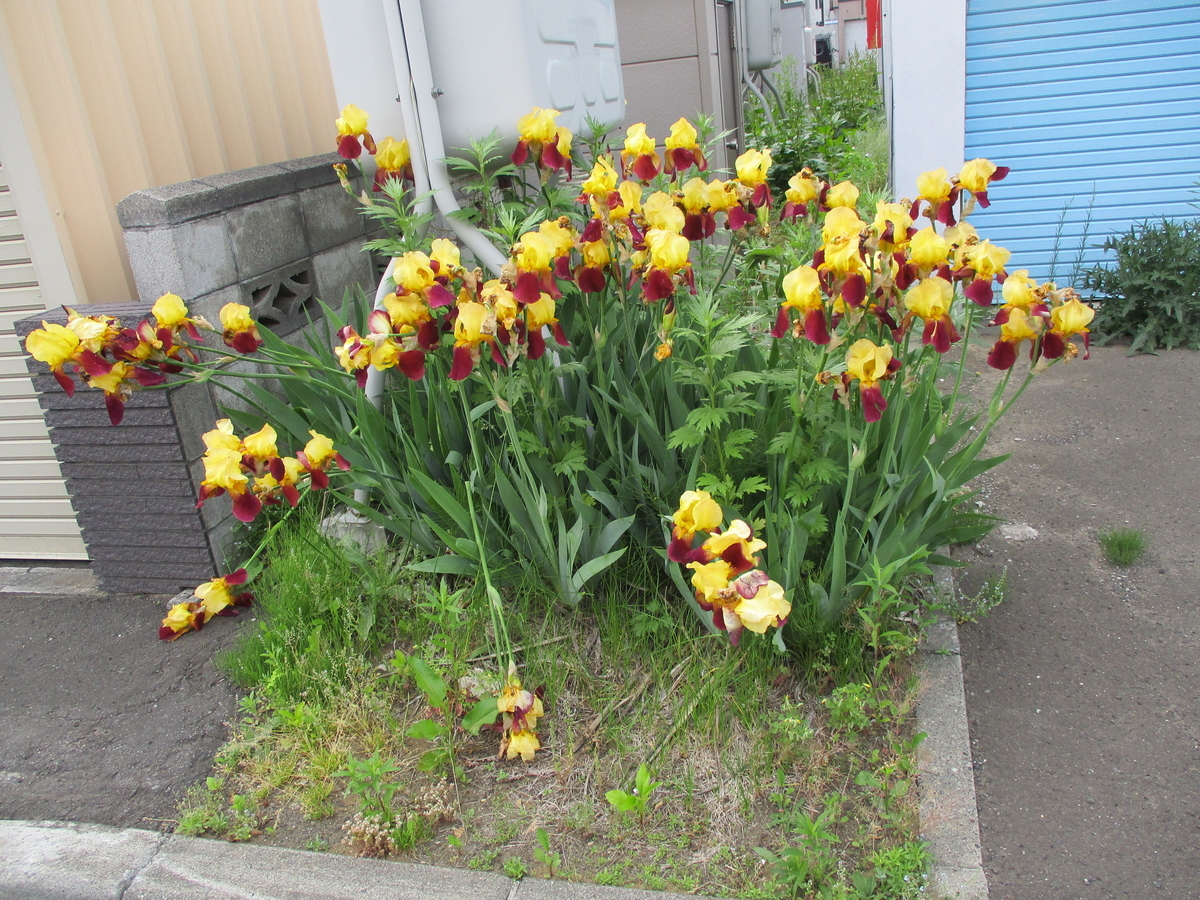 f:id:eiji-chan:20200618095034j:plain