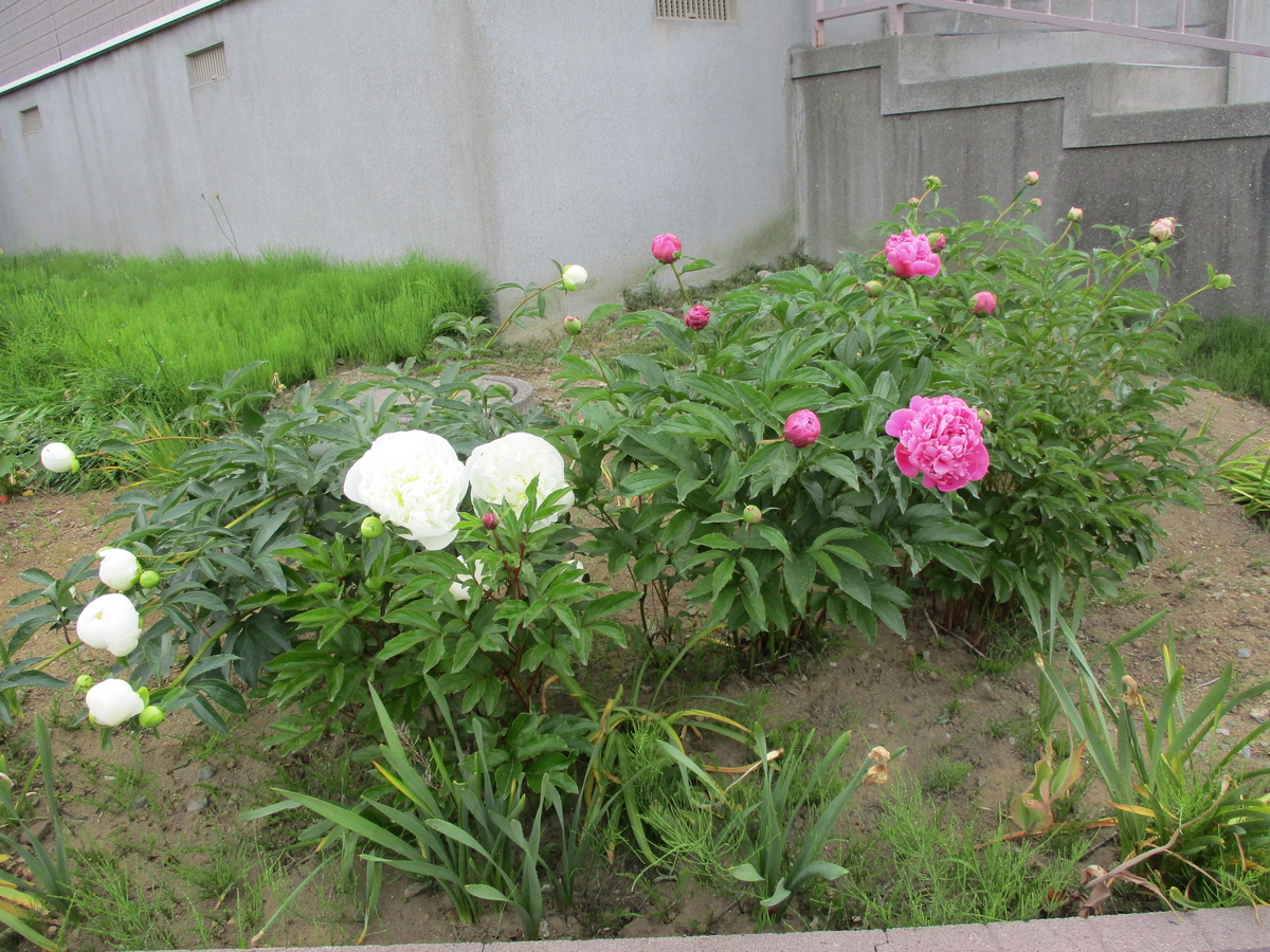 f:id:eiji-chan:20200618100544j:plain