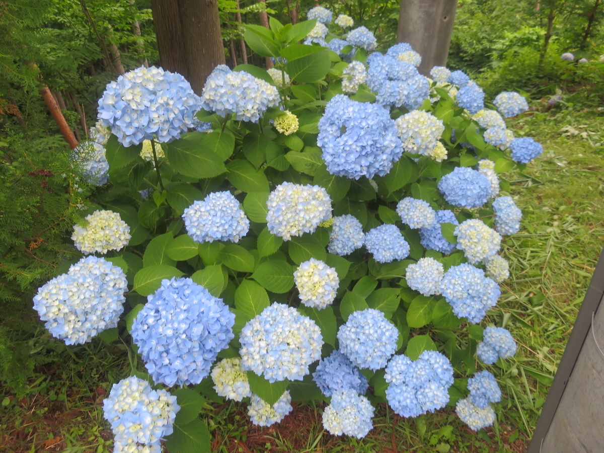 f:id:eiji-chan:20200630181134j:plain