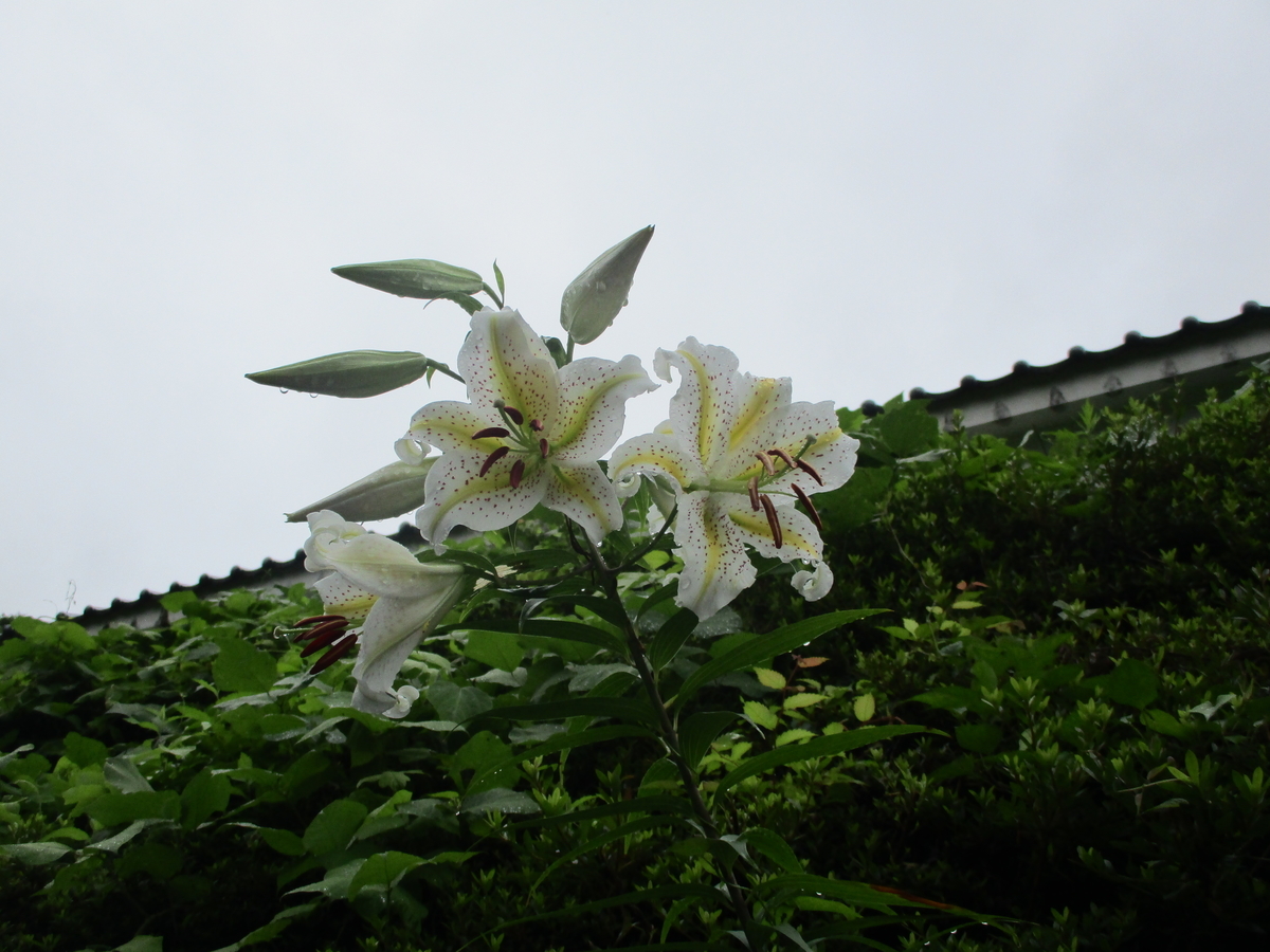 f:id:eiji-chan:20200716171000j:plain f:id:eiji-chan:20200716171000j:plain