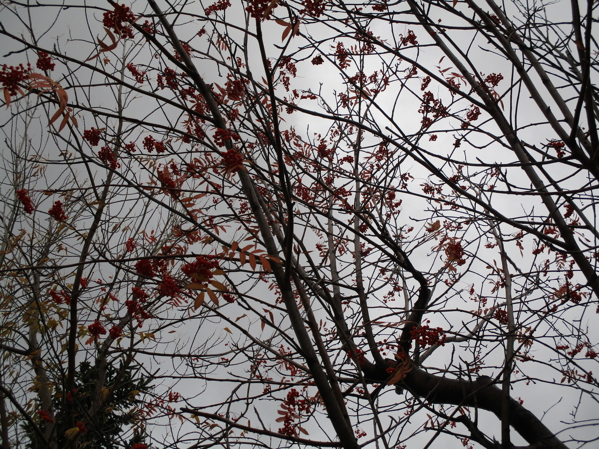 f:id:eiji-chan:20201110180144j:plain f:id:eiji-chan:20201110180144j:plain