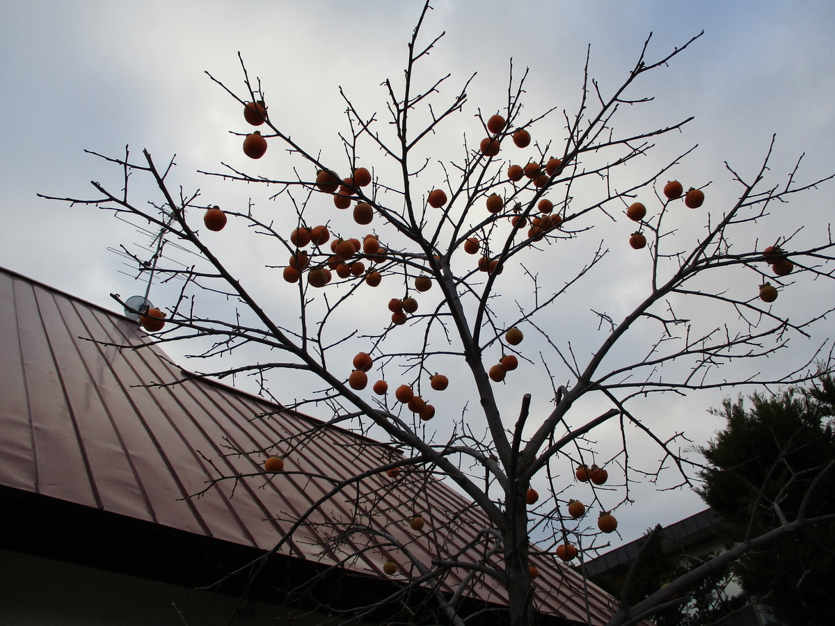 f:id:eiji-chan:20201126110928j:plain
