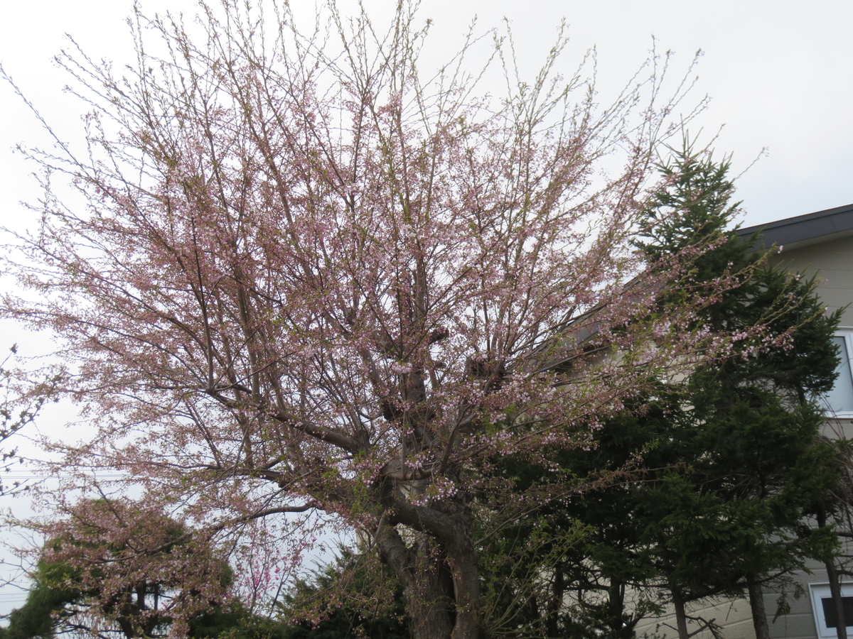 f:id:eiji-chan:20210505141038j:plain