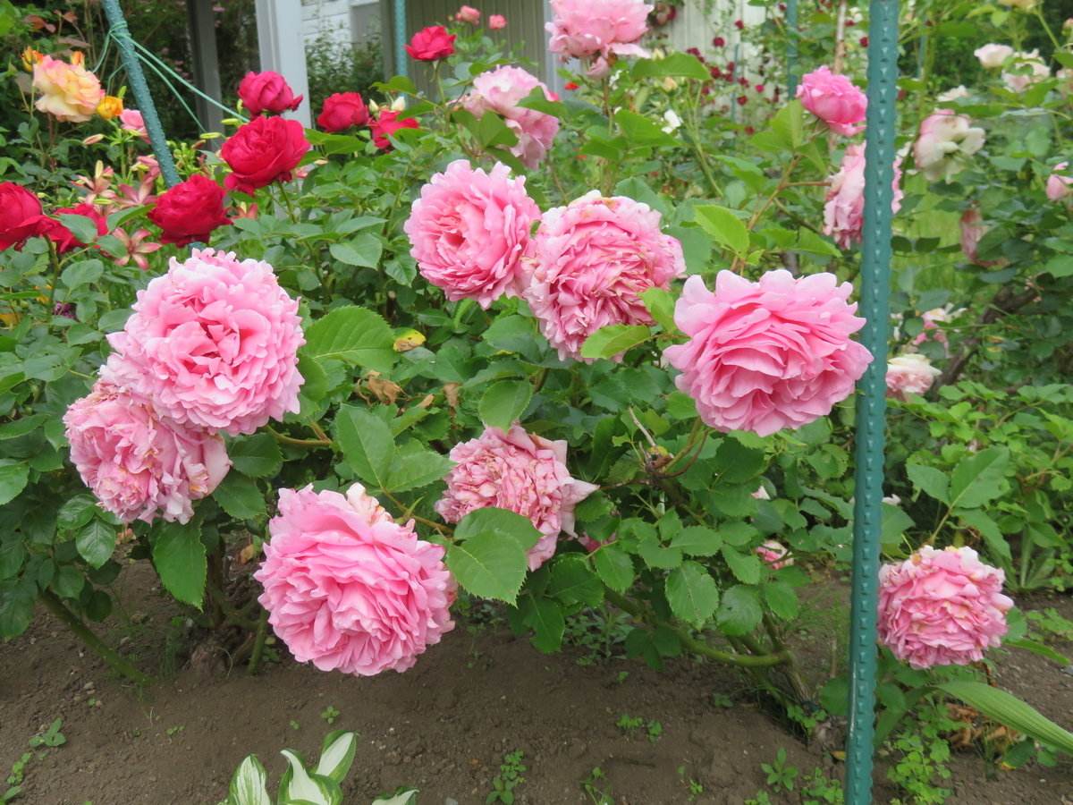 f:id:eiji-chan:20210627112555j:plain