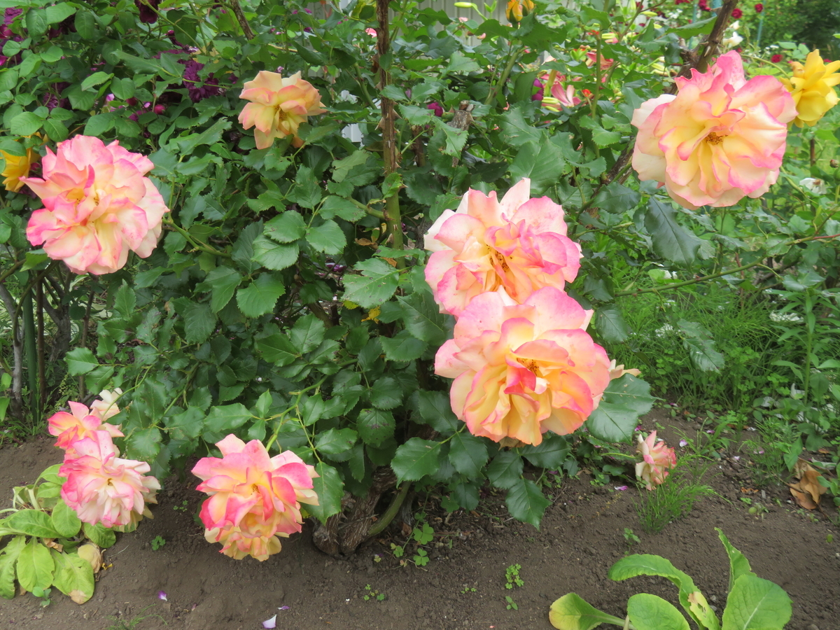 f:id:eiji-chan:20210627112635j:plain