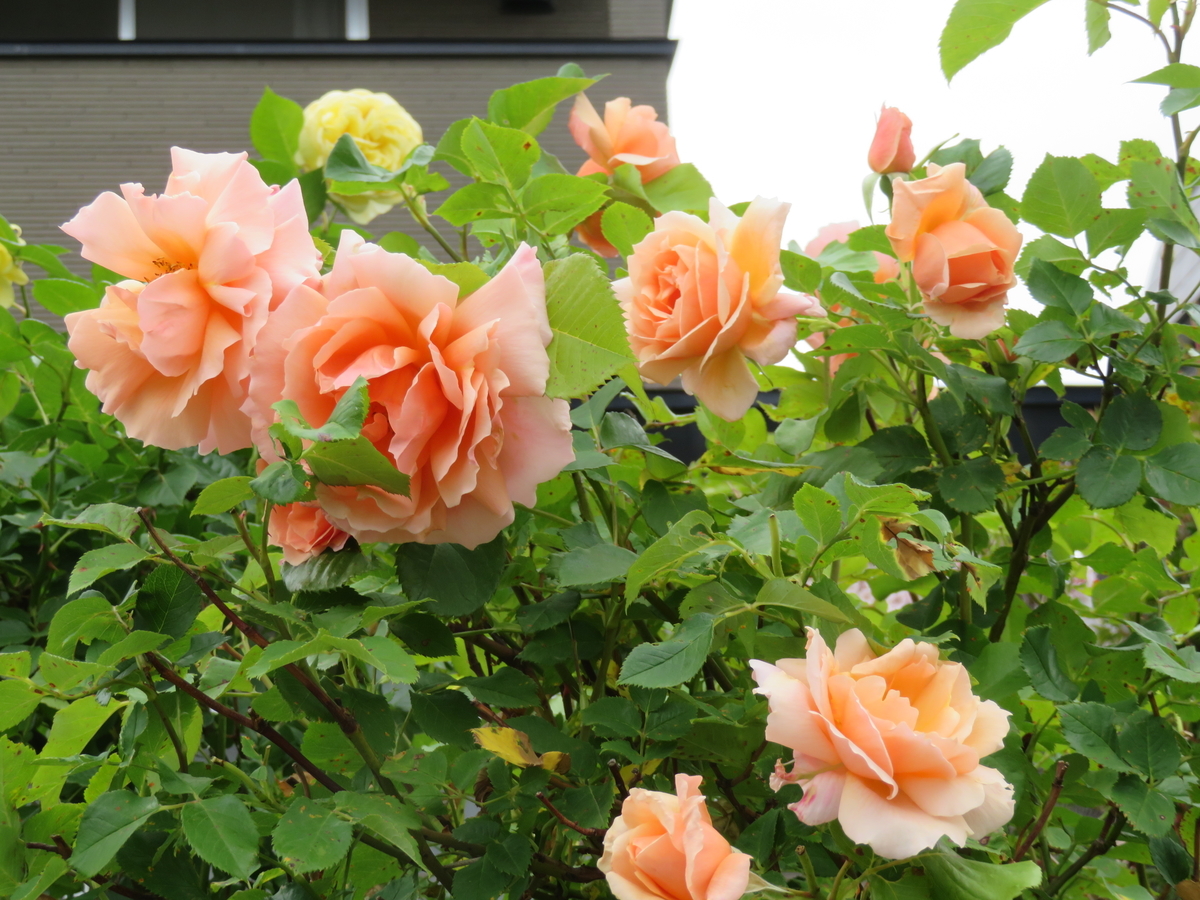 f:id:eiji-chan:20210627131721j:plain