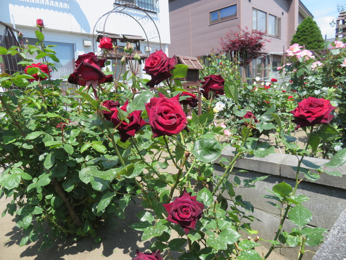 f:id:eiji-chan:20210627131936j:plain