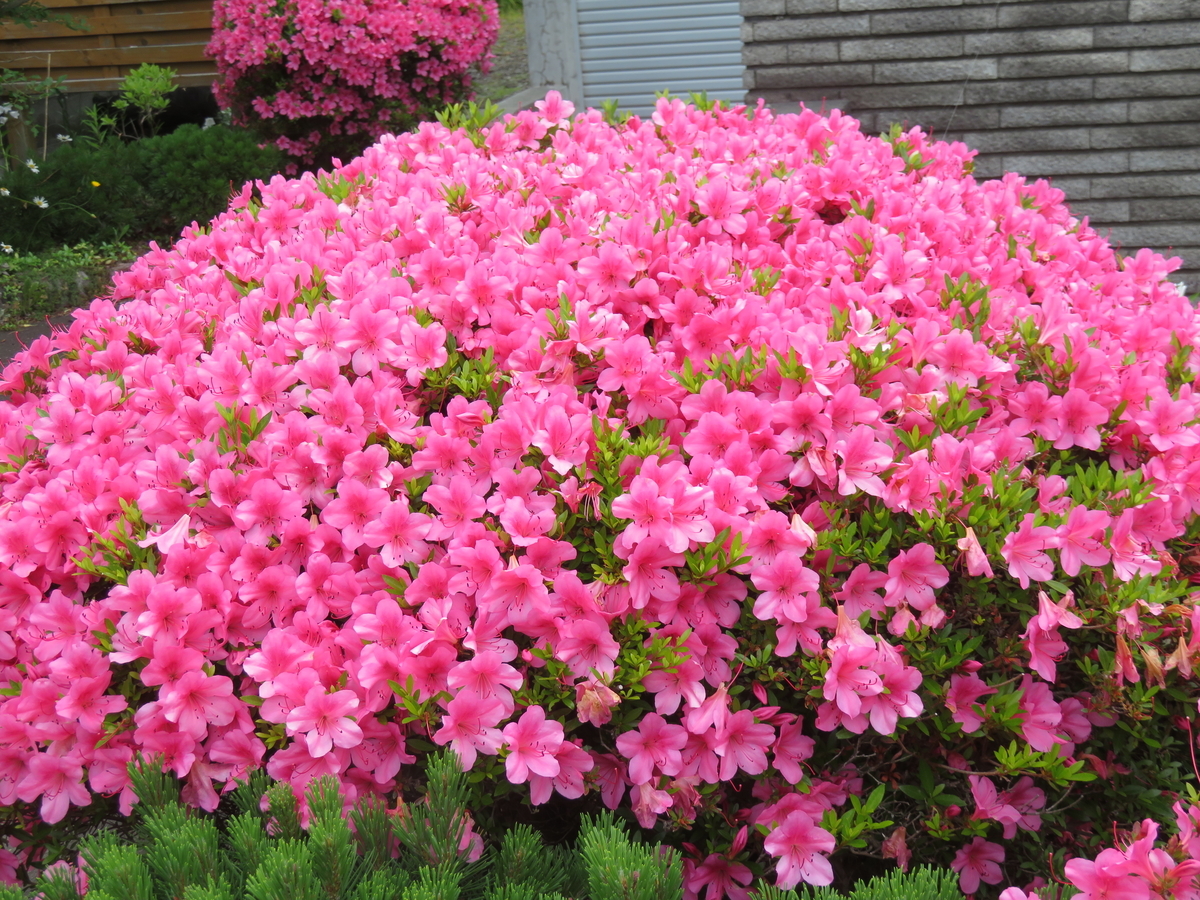 f:id:eiji-chan:20210627132752j:plain
