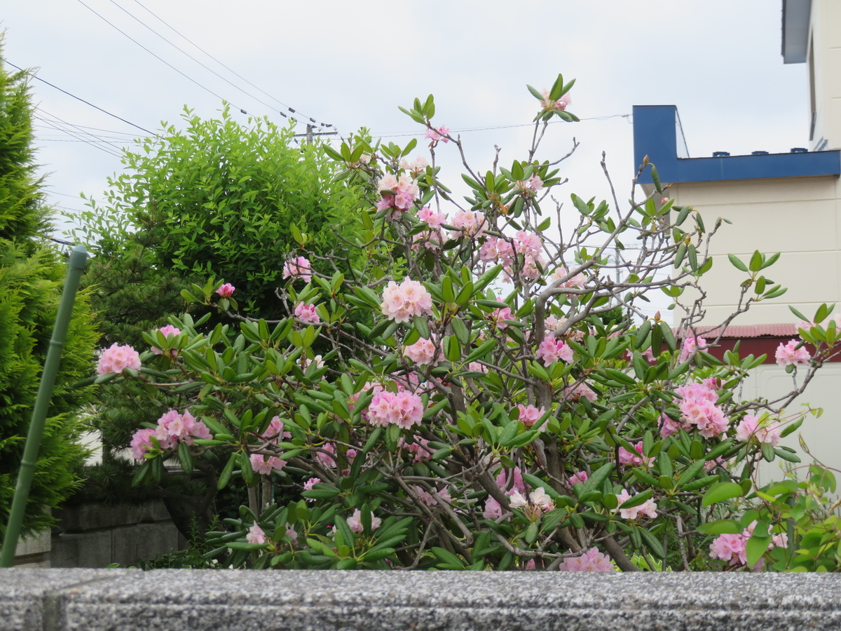 f:id:eiji-chan:20210627132844j:plain