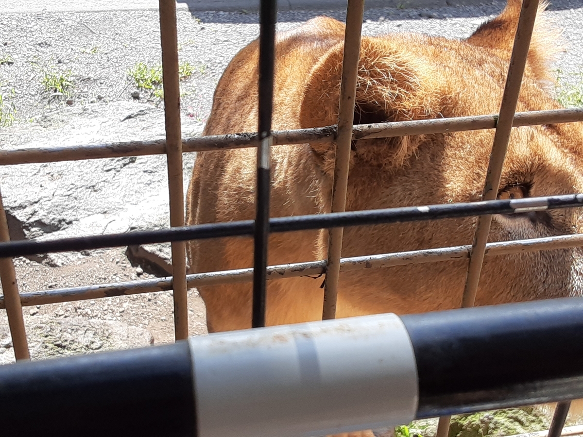 f:id:eikatsu-baske:20210524135021j:plain