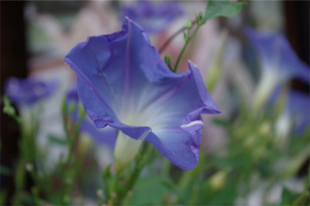 f:id:einehoheBr:20160808084715j:image