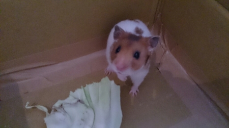 f:id:eio:20150903153003j:plain f:id:eio:20150903153003j:plain