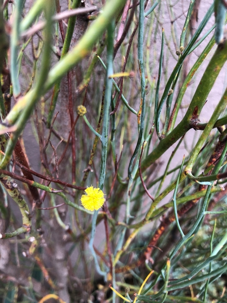 f:id:eiwa-garden:20201203093439j:plain