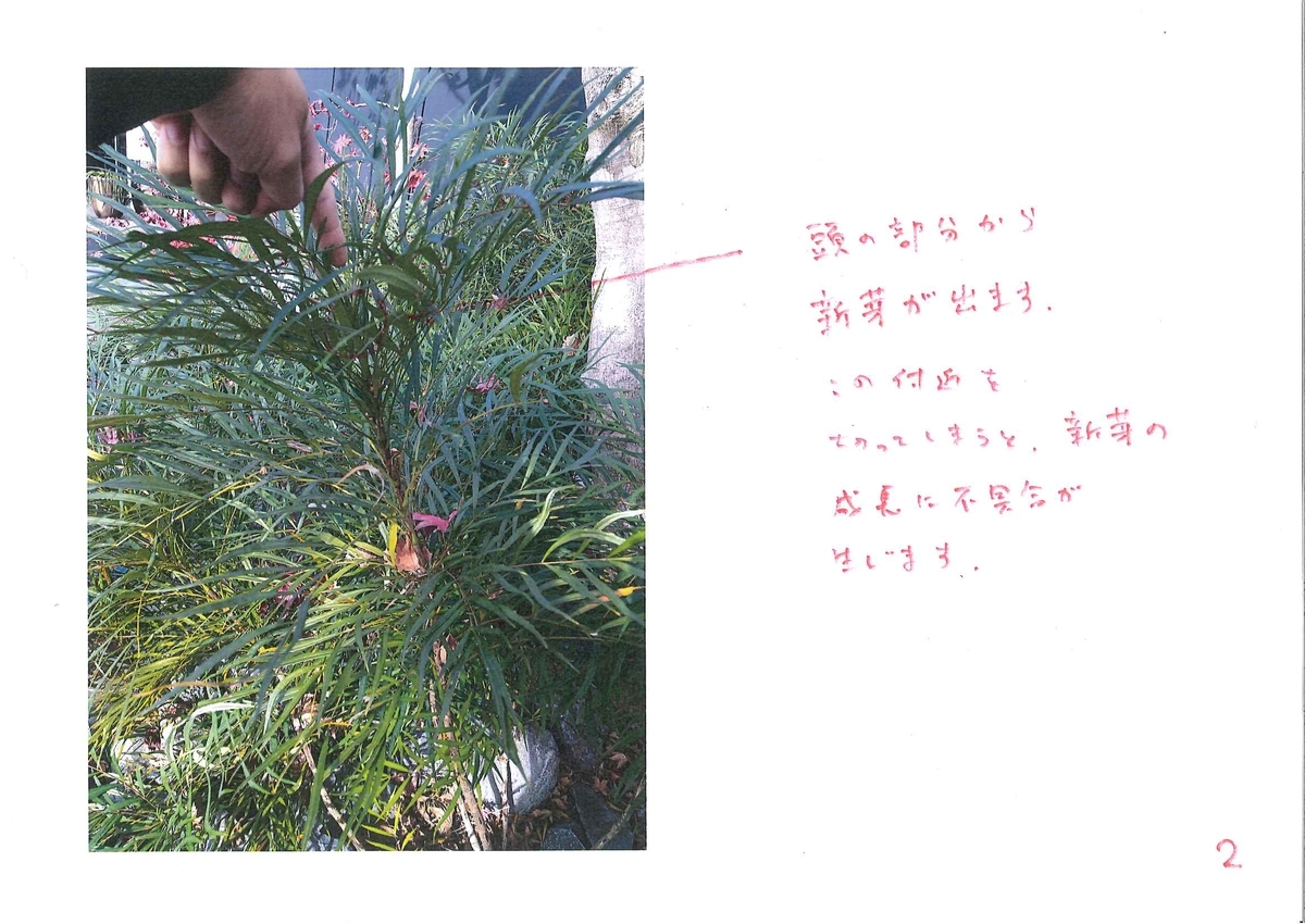 f:id:eiwa-garden:20201228174736j:plain