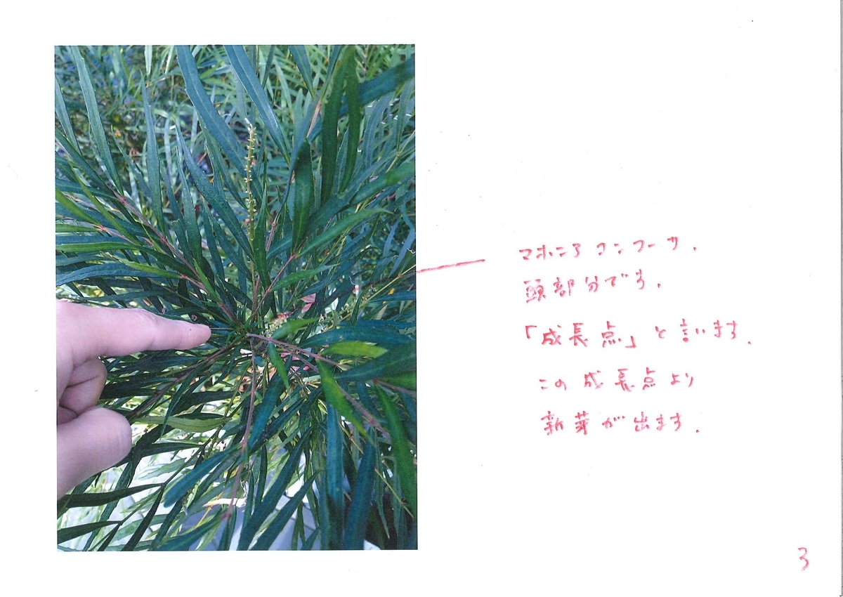 f:id:eiwa-garden:20201228174827j:plain