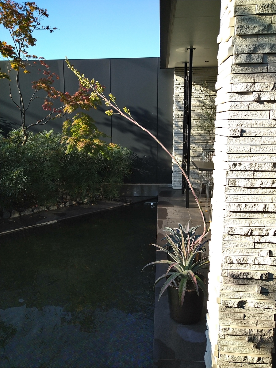 f:id:eiwa-garden:20211028085122j:plain