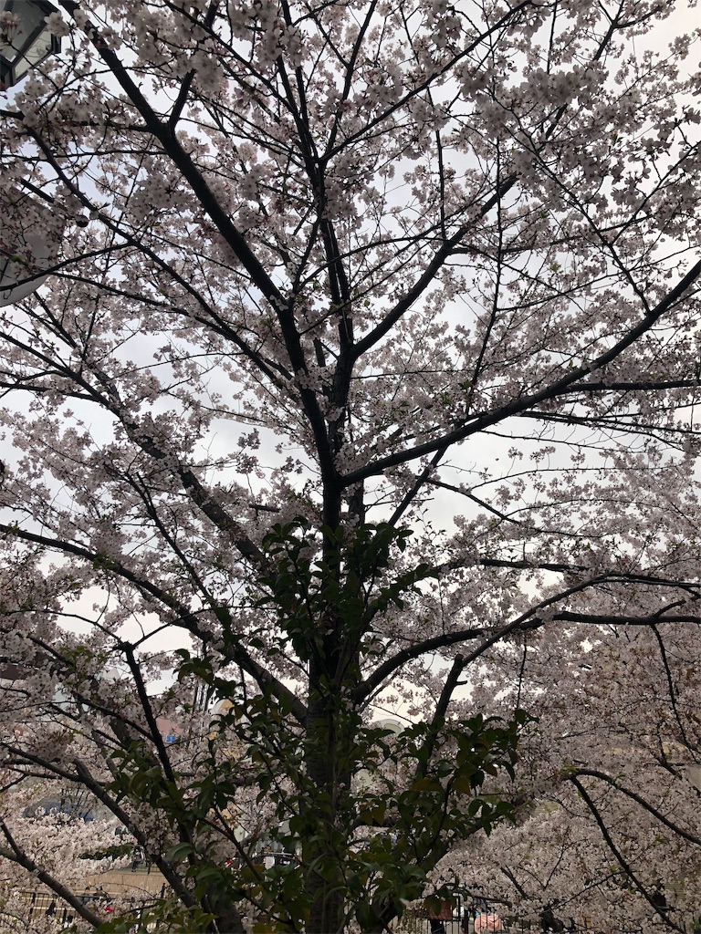 f:id:eiyu123:20190413201320j:image