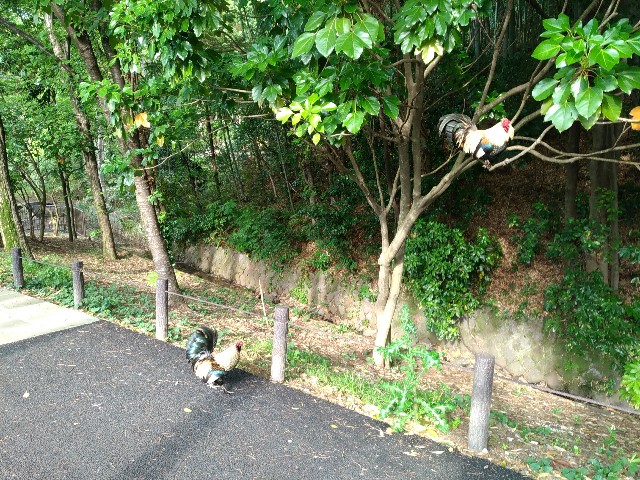 f:id:eizack:20170507205216j:image