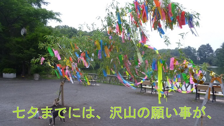 f:id:ek0901:20180705071723j:plain