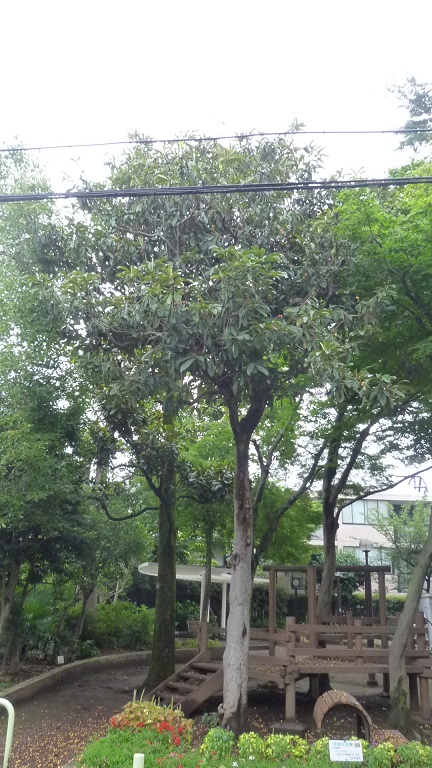 f:id:ek0901:20190701095526j:plain