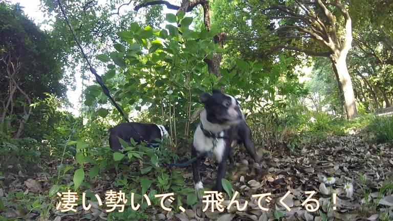 f:id:ek0901:20190722081455j:plain f:id:ek0901:20190722081455j:plain