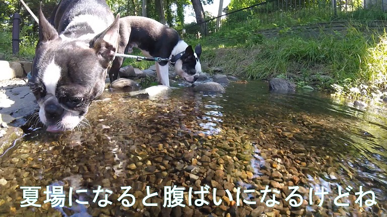 f:id:ek0901:20190722081609j:plain f:id:ek0901:20190722081609j:plain