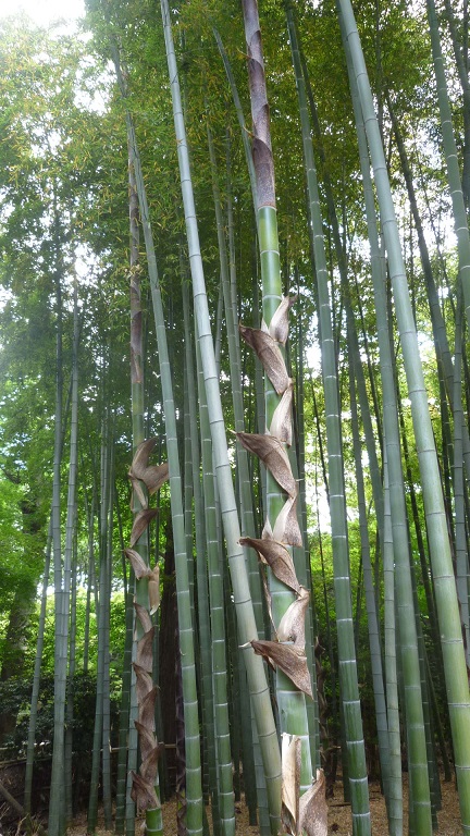 イメージ 5