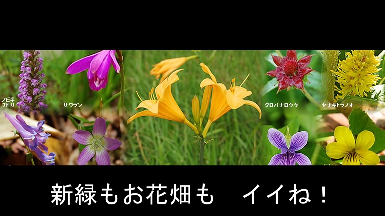 イメージ 17