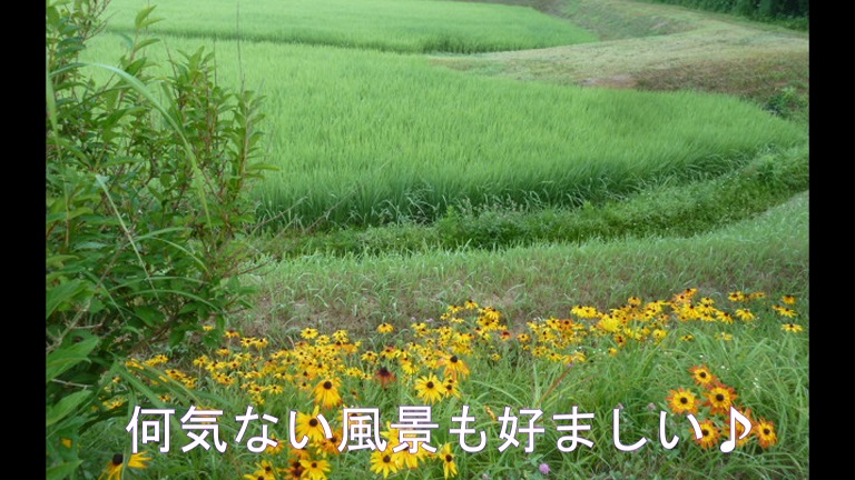 イメージ 35