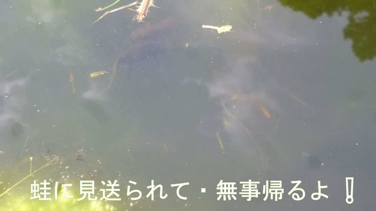 f:id:ek0901:20190808075401j:plain