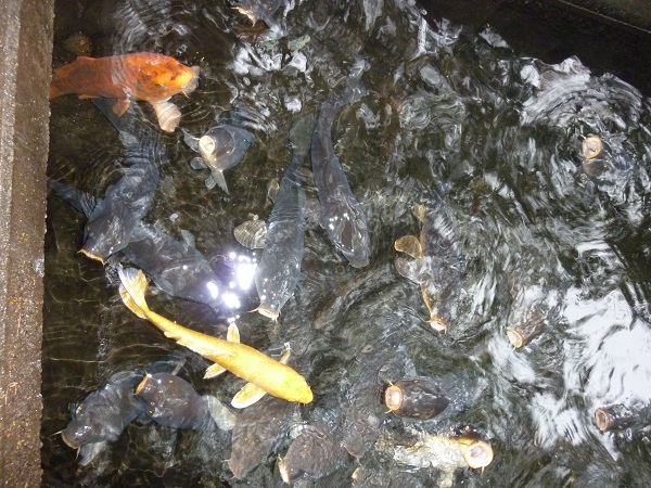 f:id:ek0901:20191130102840j:plain