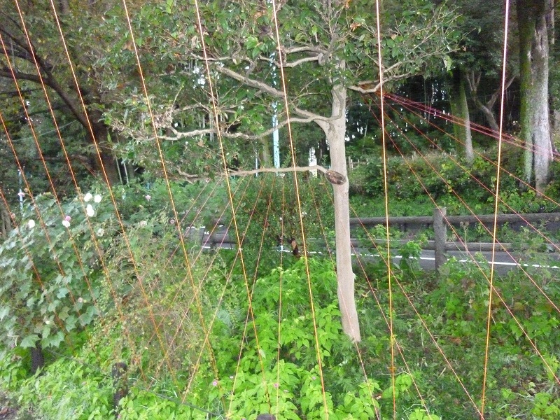 f:id:ek0901:20191130103100j:plain