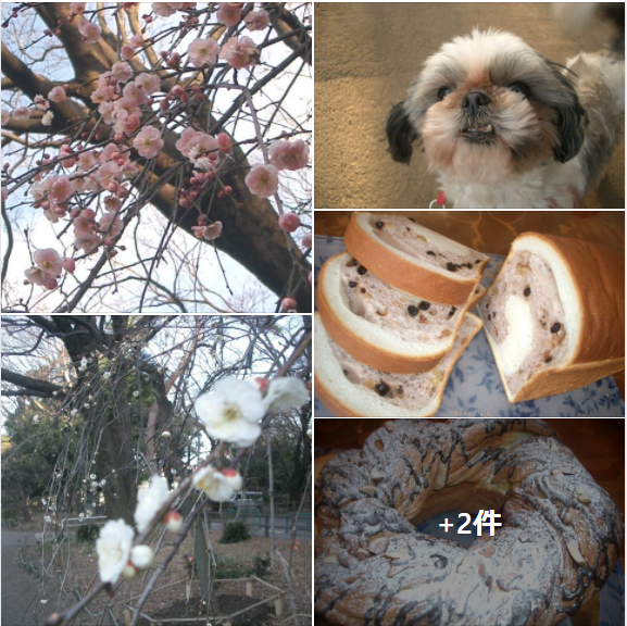 f:id:ek0901:20210202095508p:plain