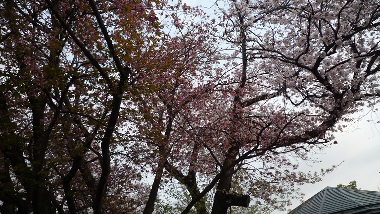 f:id:ek0901:20210414091452j:plain