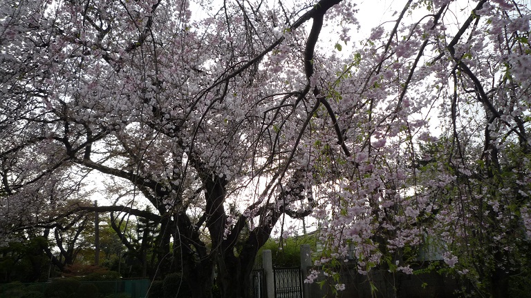 f:id:ek0901:20210414091534j:plain