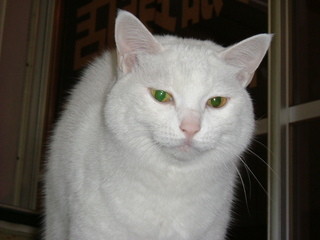 f:id:ekawa:20071211183439j:plain