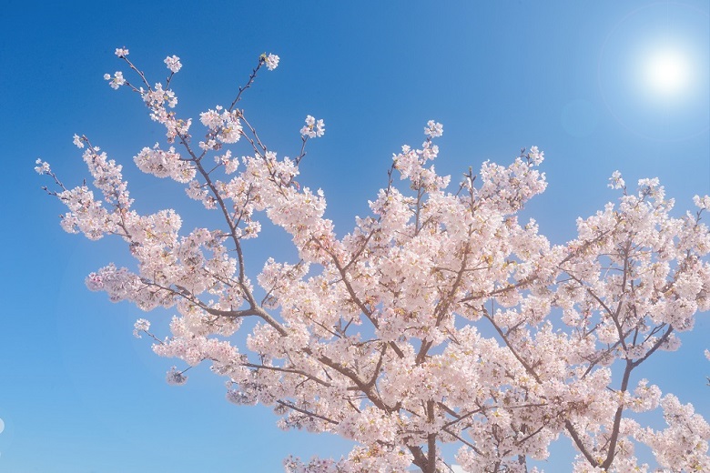 f:id:ekikyorongo:20200320131739j:plain