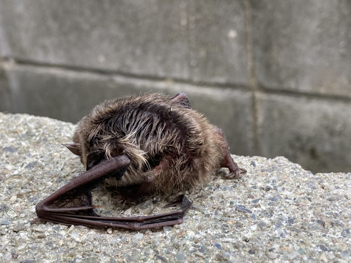 f:id:ekikyorongo:20201010195042j:plain f:id:ekikyorongo:20201010195042j:plain