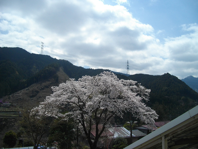 沢井駅前の桜