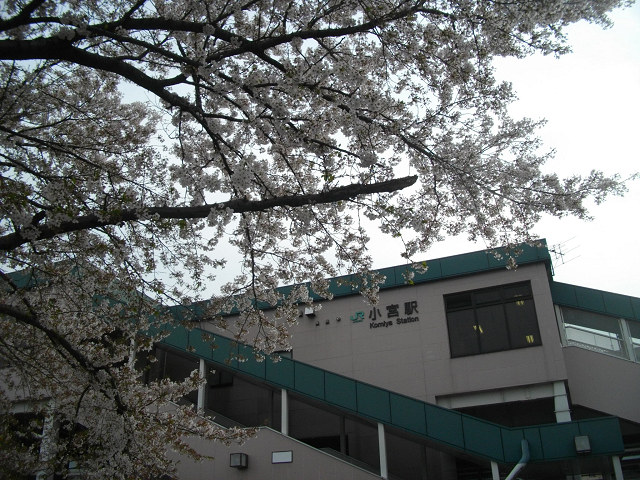 小宮駅東口の桜