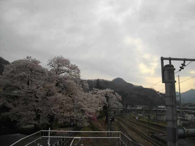 猿橋駅南口（大月方面）の桜