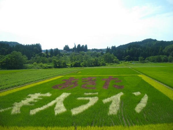 田んぼアート「あきた美人ライン」