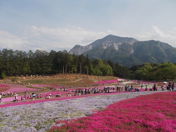 芝桜の丘