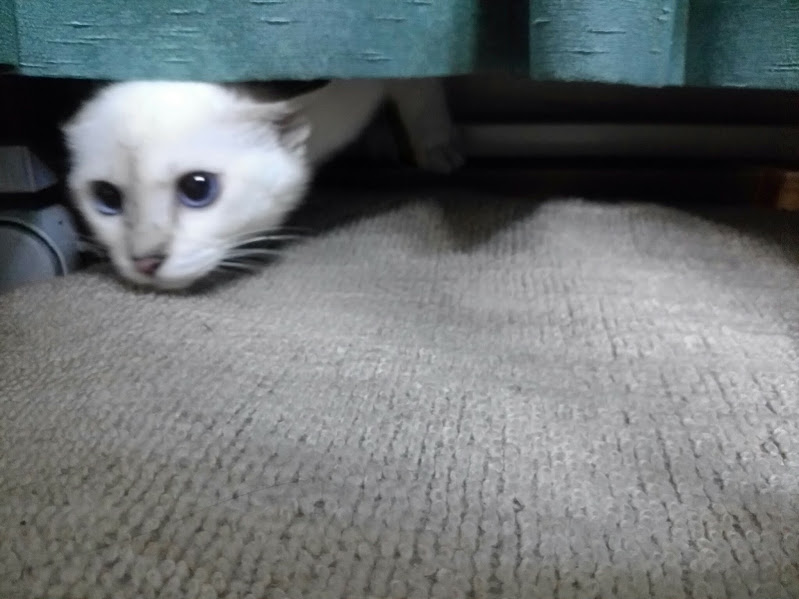 イメージ 7
