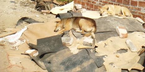 f:id:ekobiiki:20091127143550j:image