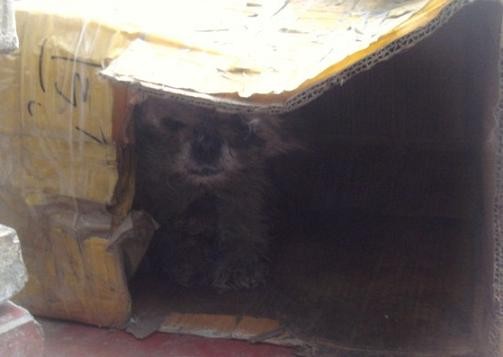 f:id:ekobiiki:20110602004546j:image