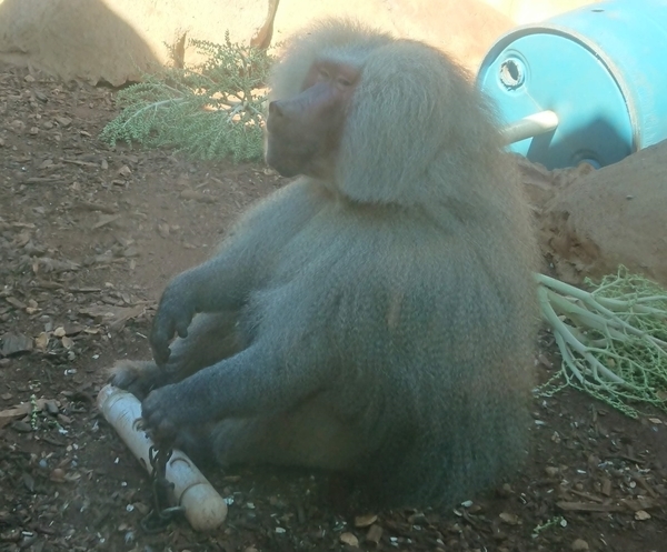 ハワイ ホノルル動物園で会える個性的な動物たち 子連れで楽しむお出かけブログ